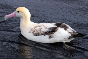 A white albatross a világ egyik legnagyobb madárja